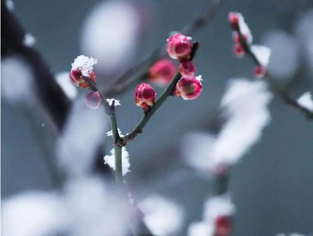 大寒为中者,上形于小寒 大寒为中者,上形于小寒